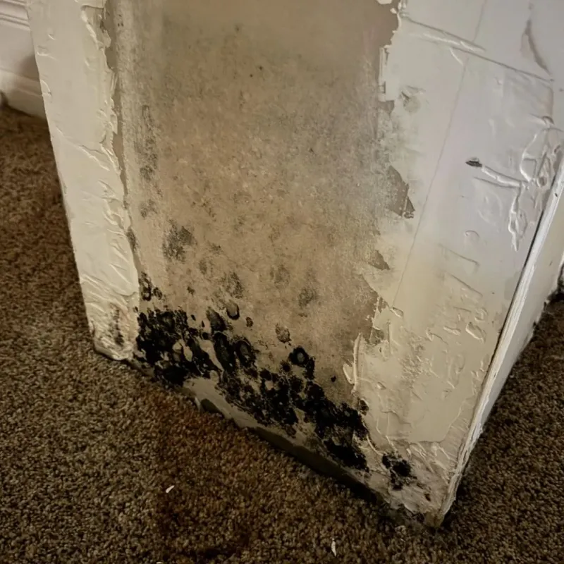Professional Mold Removal in Angleton, TX